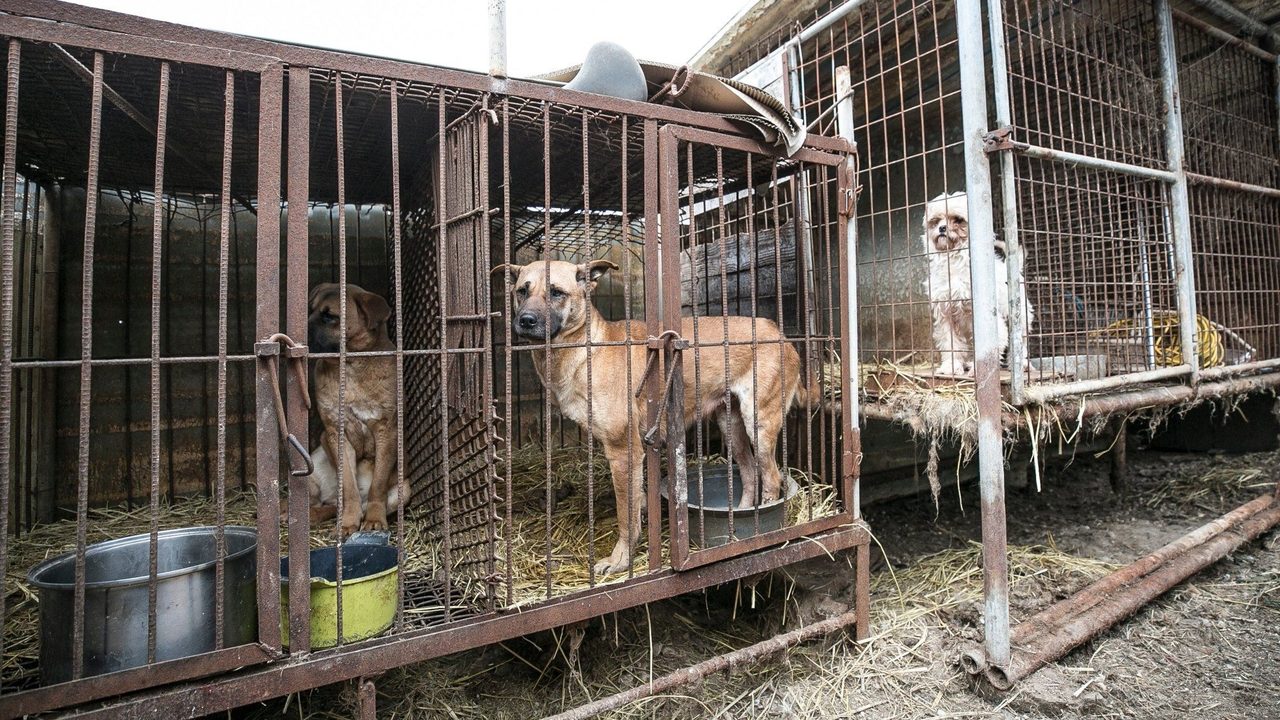 Nassau Humane Society saves 15 dogs from Korean Meat Farms